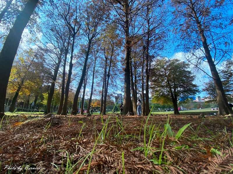 大湖公園落羽松~捷運出站即抵達最輕鬆欣賞落羽松美景的所在 @Bernice的隨手筆記