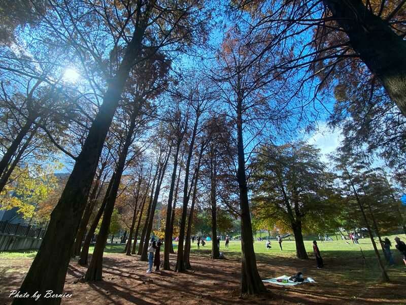 大湖公園落羽松~捷運出站即抵達最輕鬆欣賞落羽松美景的所在 @Bernice的隨手筆記
