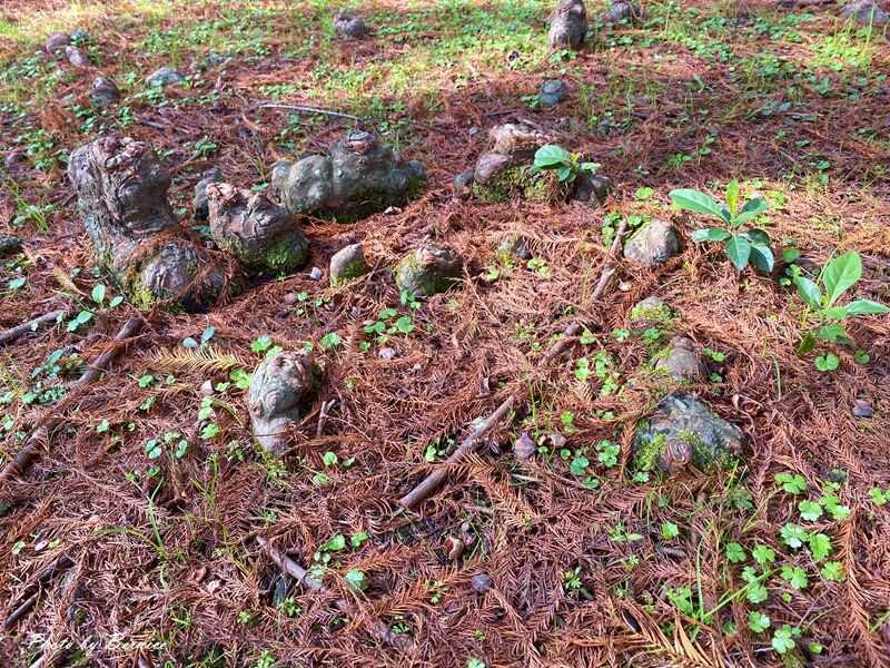 大湖公園落羽松~捷運出站即抵達最輕鬆欣賞落羽松美景的所在 @Bernice的隨手筆記
