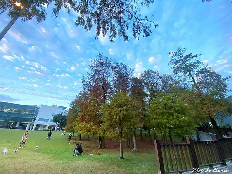 大湖公園落羽松~捷運出站即抵達最輕鬆欣賞落羽松美景的所在 @Bernice的隨手筆記