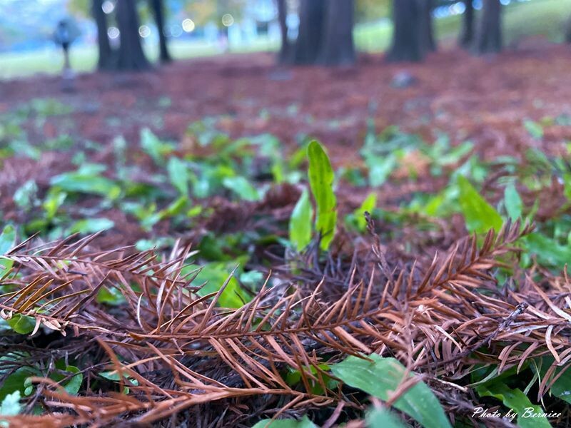 大湖公園落羽松~捷運出站即抵達最輕鬆欣賞落羽松美景的所在 @Bernice的隨手筆記