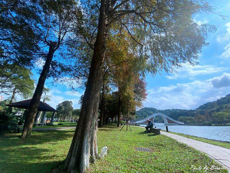 大湖公園落羽松~捷運出站即抵達最輕鬆欣賞落羽松美景的所在 @Bernice的隨手筆記