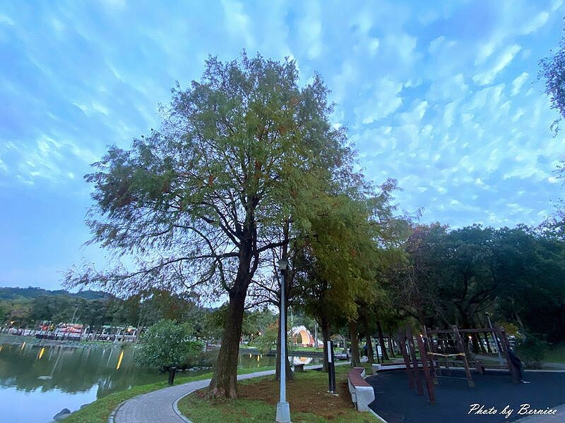 大湖公園落羽松~捷運出站即抵達最輕鬆欣賞落羽松美景的所在 @Bernice的隨手筆記