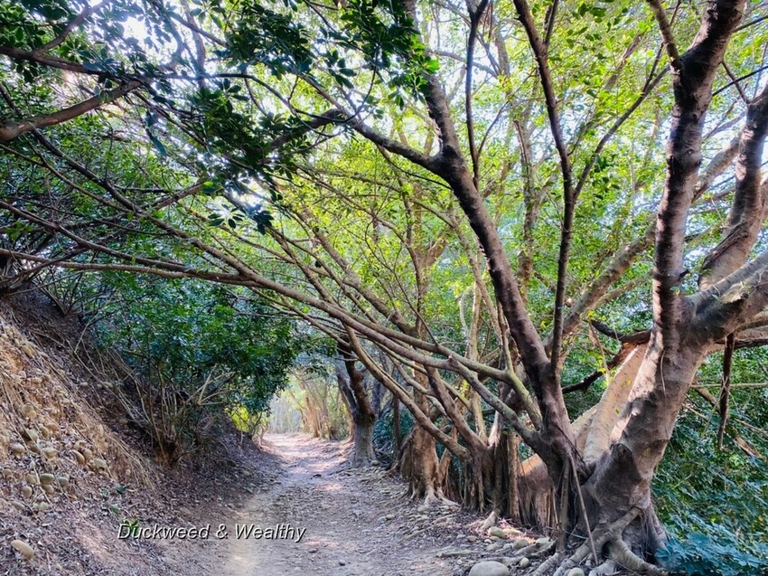 台中市大肚區【台中景點】大肚山萬里長城登山步道|林蔭舒適坡度好走|親子共遊友善步道推薦|