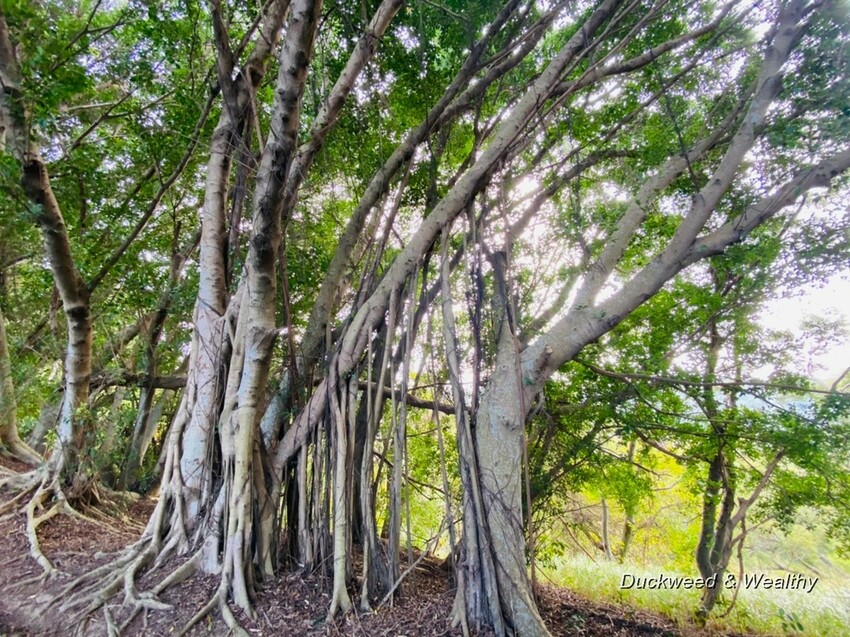 台中市大肚區【台中景點】大肚山萬里長城登山步道|林蔭舒適坡度好走|親子共遊友善步道推薦|