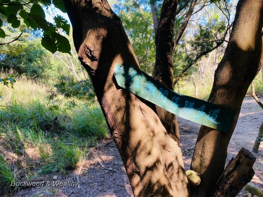 台中市大肚區【台中景點】大肚山萬里長城登山步道|林蔭舒適坡度好走|親子共遊友善步道推薦|