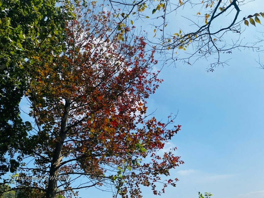 台中市大肚區【台中景點】大肚山萬里長城登山步道|林蔭舒適坡度好走|親子共遊友善步道推薦|