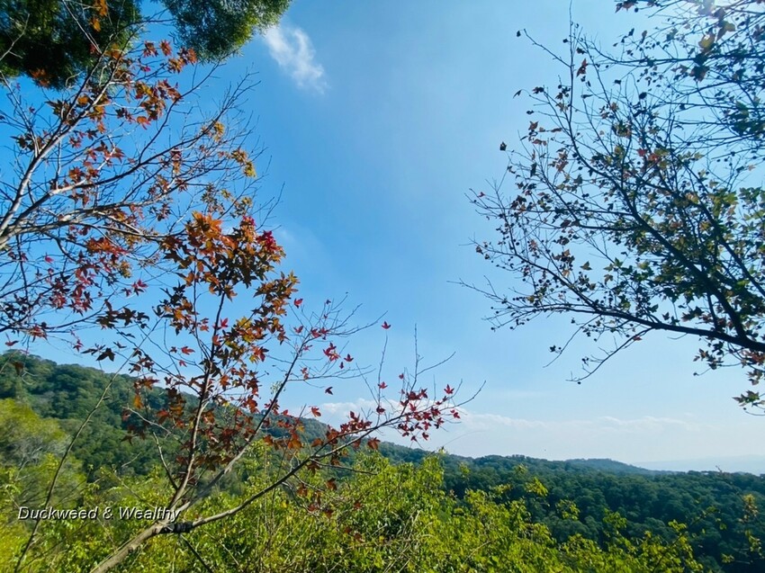 台中市大肚區【台中景點】大肚山萬里長城登山步道|林蔭舒適坡度好走|親子共遊友善步道推薦|