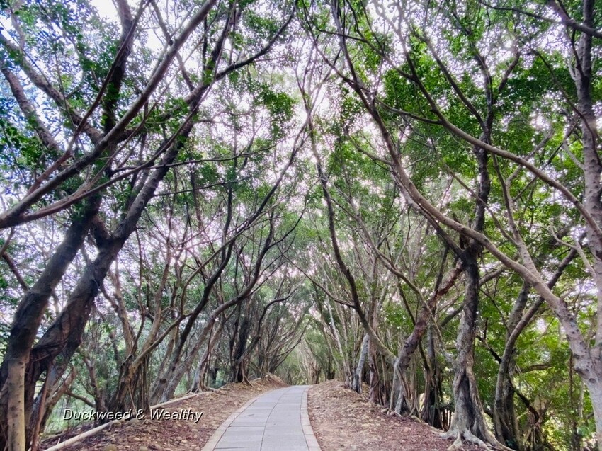 台中市大肚區【台中景點】大肚山萬里長城登山步道|林蔭舒適坡度好走|親子共遊友善步道推薦|