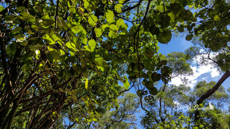 苗栗縣苗栗市苗栗景點|貓狸山 功維敘隧道 -百年歷史在地人私房景點
