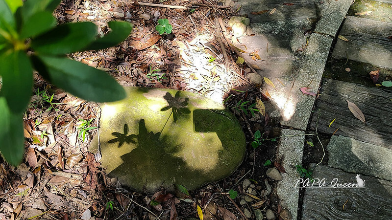 苗栗縣苗栗市苗栗景點|貓狸山 功維敘隧道 -百年歷史在地人私房景點