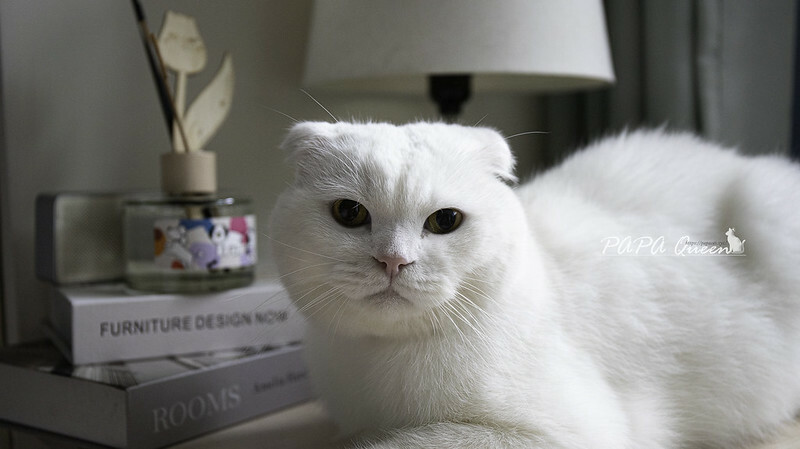 cocodor 擴香瓶開箱推薦｜PET ME萌Q表情可愛，秋冬款新品也太美拉德了!