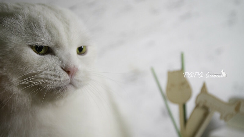 cocodor 擴香瓶開箱推薦｜PET ME萌Q表情可愛，秋冬款新品也太美拉德了!