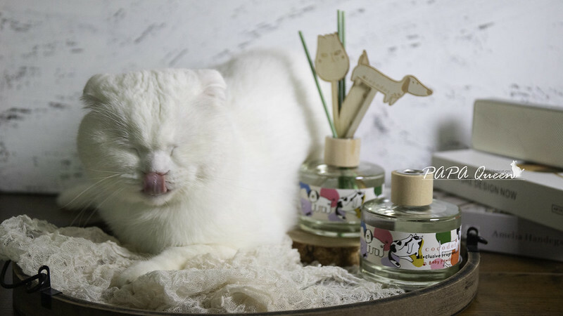 cocodor 擴香瓶開箱推薦｜PET ME萌Q表情可愛，秋冬款新品也太美拉德了!