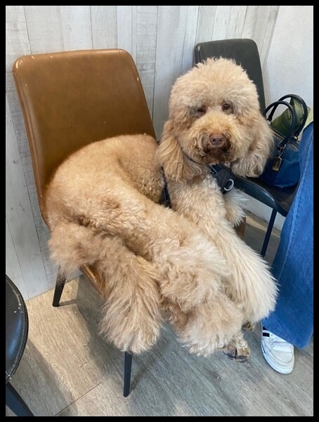 台中西屯區染髮 || 台中西區護髮||台中西區剪髮 || 台