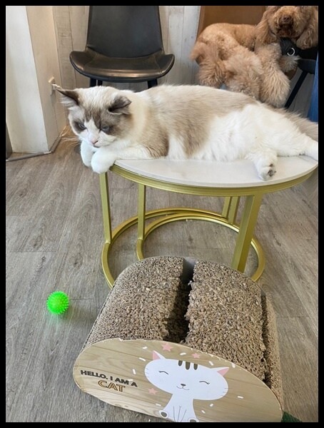 台中西屯區染髮 || 台中西區護髮||台中西區剪髮 || 台