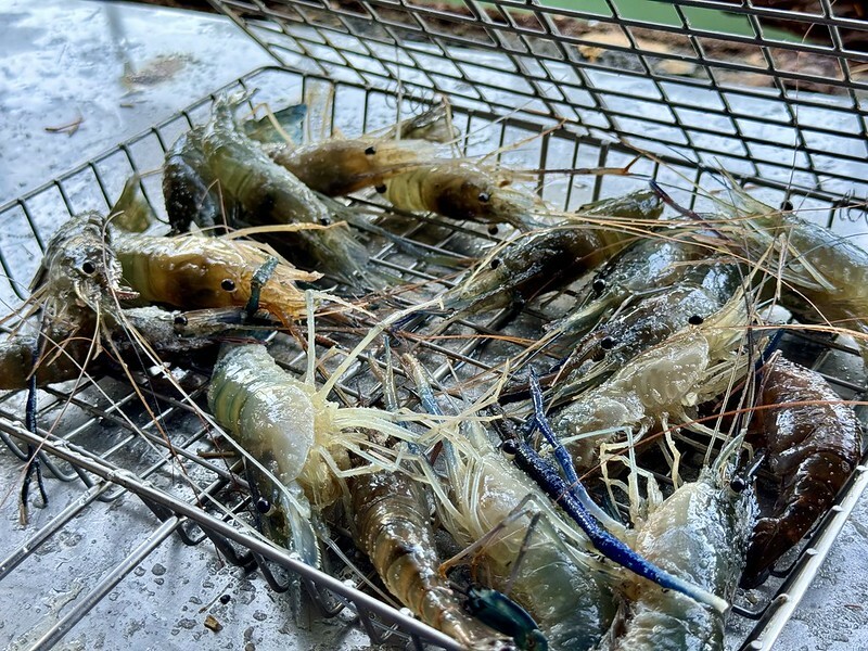 宜蘭縣礁溪鄉宜蘭礁溪  |  六隻蝦釣蝦場，超有成就感的釣蝦場；隨便都能釣雙蝦。（礁溪旅行）