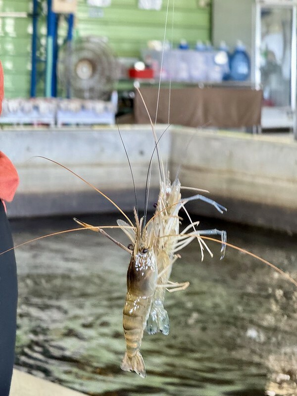 宜蘭縣礁溪鄉宜蘭礁溪  |  六隻蝦釣蝦場，超有成就感的釣蝦場；隨便都能釣雙蝦。（礁溪旅行）