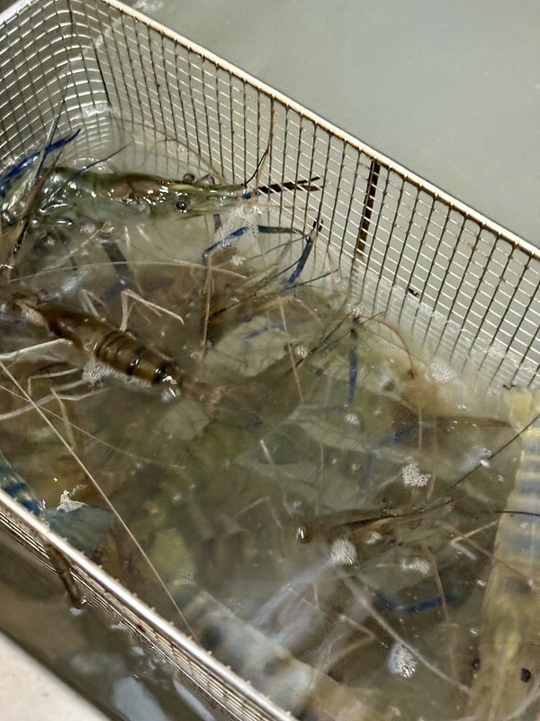 宜蘭縣礁溪鄉宜蘭礁溪  |  六隻蝦釣蝦場，超有成就感的釣蝦場；隨便都能釣雙蝦。（礁溪旅行）