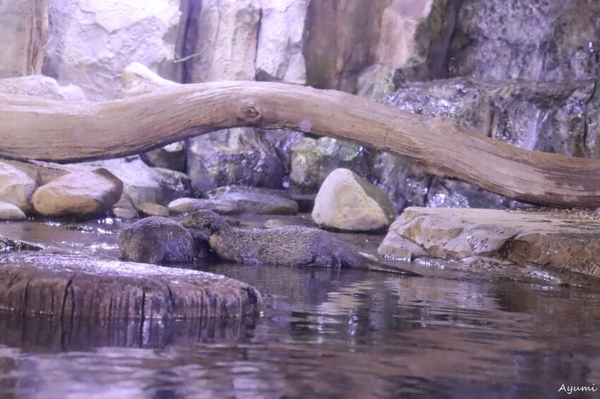 [2024年釜山行]SEA LIFE부산아쿠아리움/精彩的美