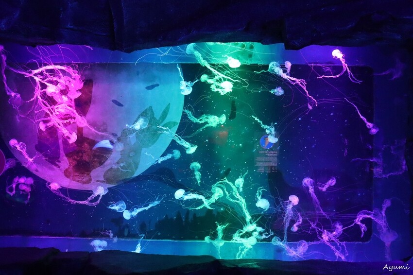 [2024年釜山行]SEA LIFE부산아쿠아리움/精彩的美