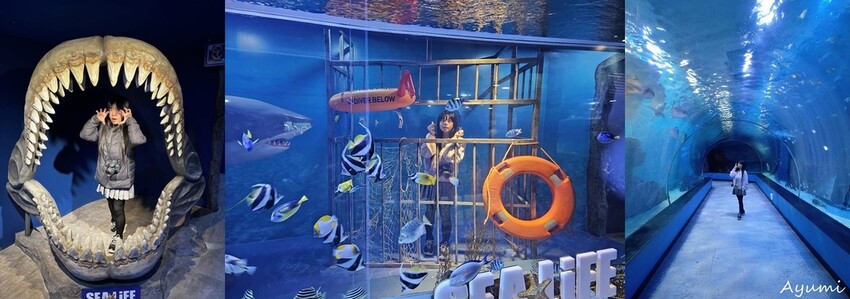 [2024年釜山行]SEA LIFE부산아쿠아리움/精彩的美