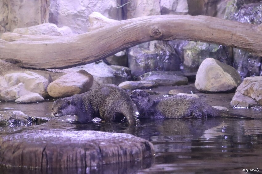 [2024年釜山行]SEA LIFE부산아쿠아리움/精彩的美