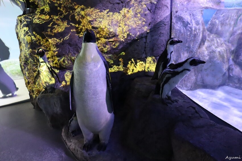 [2024年釜山行]SEA LIFE부산아쿠아리움/精彩的美