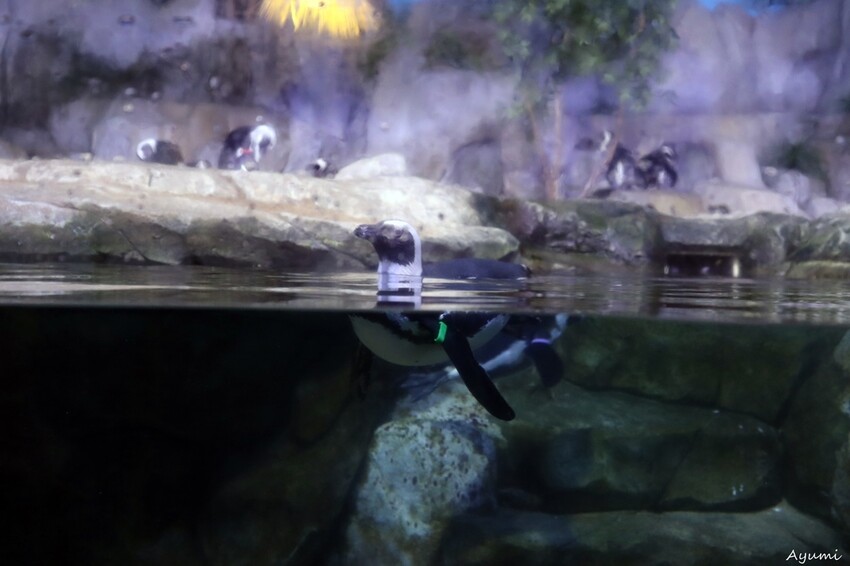 [2024年釜山行]SEA LIFE부산아쿠아리움/精彩的美