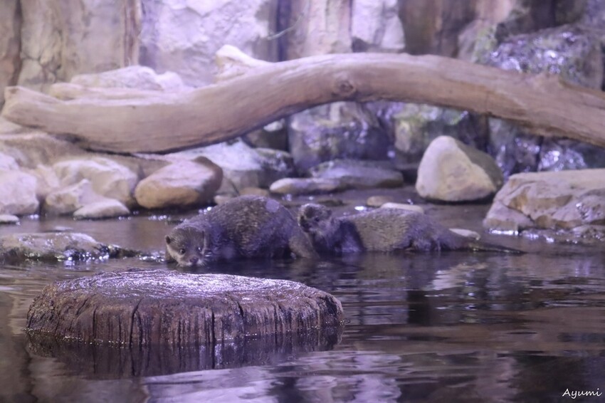 [2024年釜山行]SEA LIFE부산아쿠아리움/精彩的美