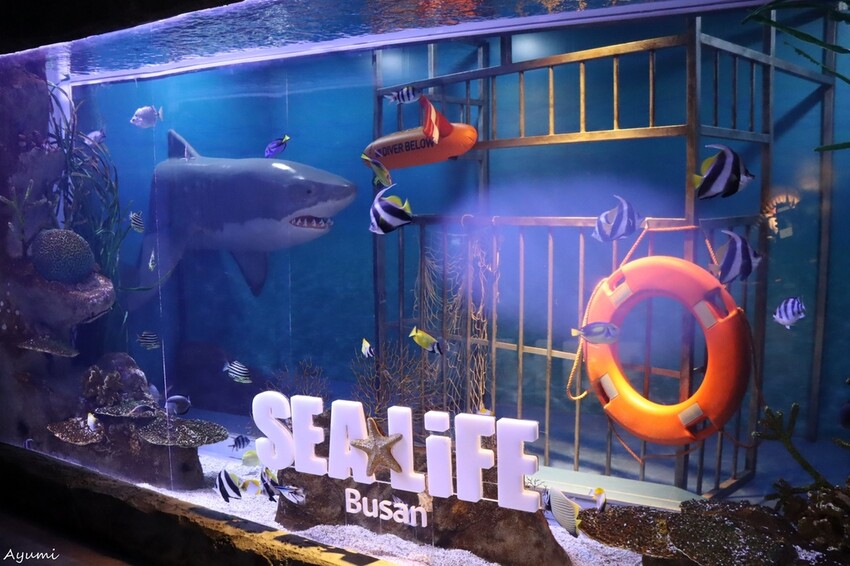 [2024年釜山行]SEA LIFE부산아쿠아리움/精彩的美