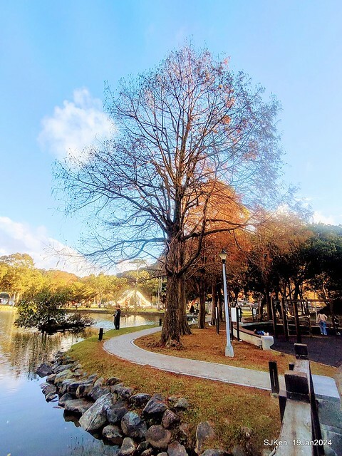 2024.01.19 台北大湖公園落羽松美景2-2 (Bald Cypress at Taipei on Jan 19,2024，by SJKen.