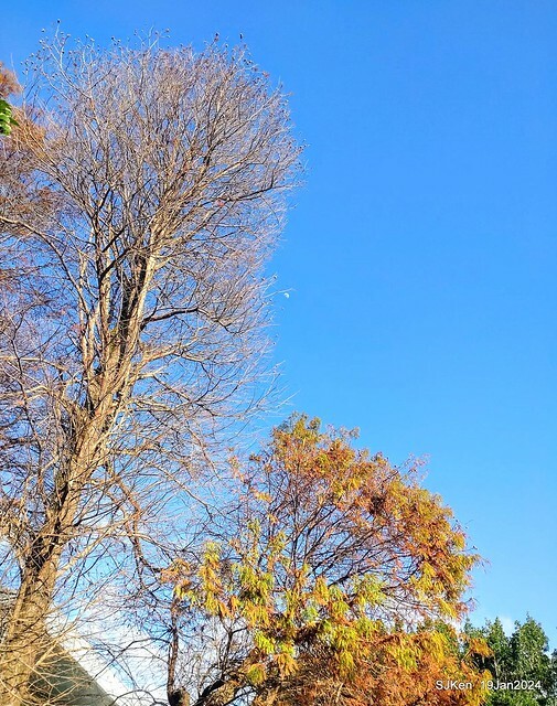 2024.01.19 台北大湖公園落羽松美景2-1(Bald Cypress at Taipei on Jan 19,2024,by SJKen.