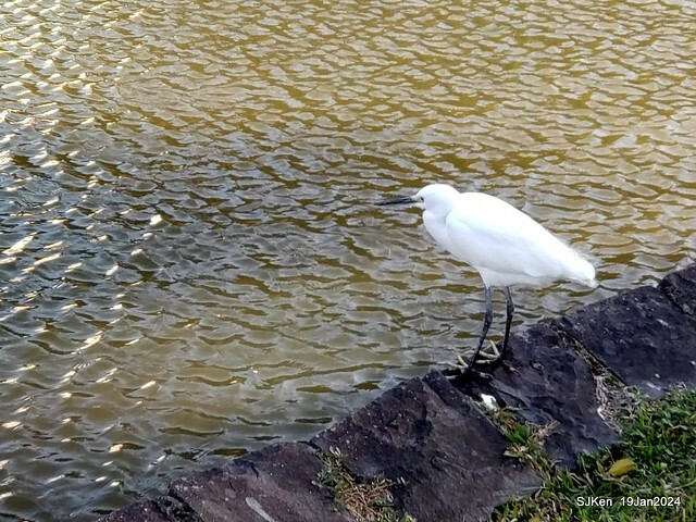 2024.01.19 台北大湖公園落羽松美景2-2 (Bald Cypress at Taipei on Jan 19,2024，by SJKen.
