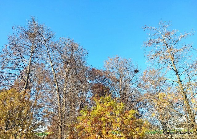 2024.01.19 台北大湖公園落羽松美景2-1(Bald Cypress at Taipei on Jan 19,2024,by SJKen.