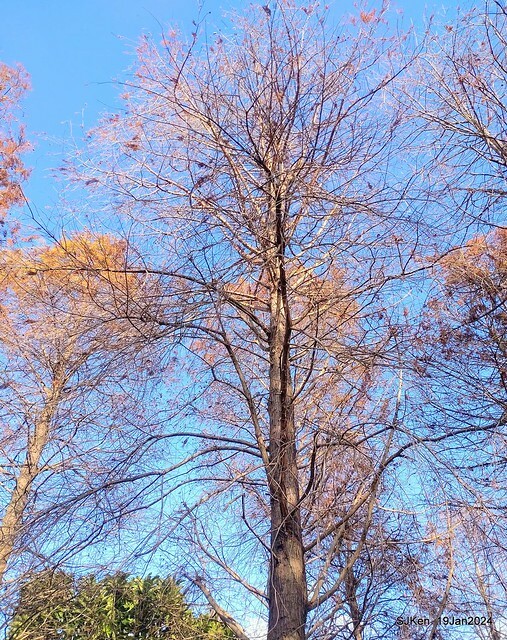 2024.01.19 台北大湖公園落羽松美景2-1(Bald Cypress at Taipei on Jan 19,2024,by SJKen.