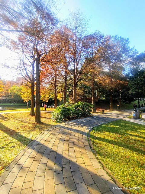 2024.01.19 台北大湖公園落羽松美景2-2 (Bald Cypress at Taipei on Jan 19,2024，by SJKen.