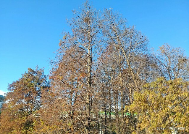 2024.01.19 台北大湖公園落羽松美景2-1(Bald Cypress at Taipei on Jan 19,2024,by SJKen.