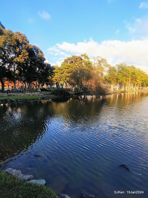 2024.01.19 台北大湖公園落羽松美景2-2 (Bald Cypress at Taipei on Jan 19,2024，by SJKen.