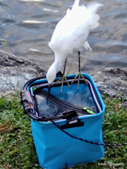 2024.01.19 台北大湖公園落羽松美景2-2 (Bald Cypress at Taipei on Jan 19,2024，by SJKen.