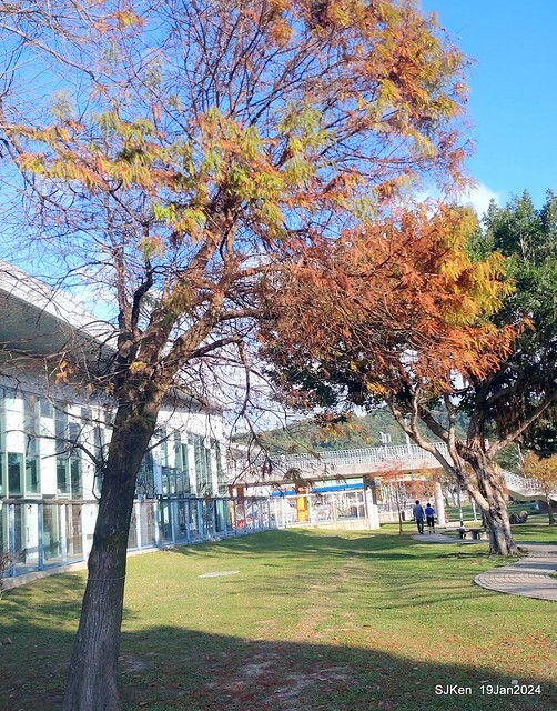 2024.01.19 台北大湖公園落羽松美景2-1(Bald Cypress at Taipei on Jan 19,2024,by SJKen.