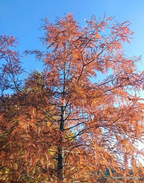 2024.01.19 台北大湖公園落羽松美景2-1(Bald Cypress at Taipei on Jan 19,2024,by SJKen.