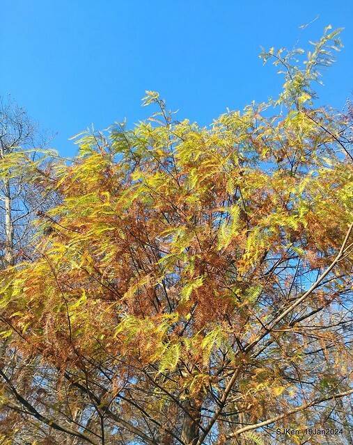 2024.01.19 台北大湖公園落羽松美景2-1(Bald Cypress at Taipei on Jan 19,2024,by SJKen.