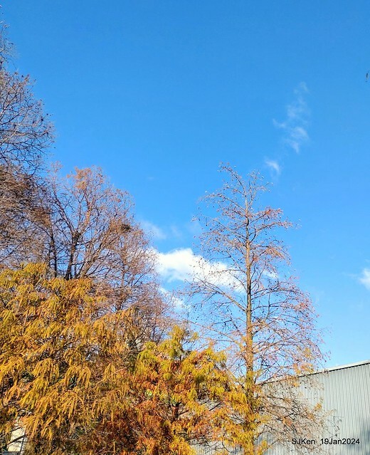 2024.01.19 台北大湖公園落羽松美景2-1(Bald Cypress at Taipei on Jan 19,2024,by SJKen.