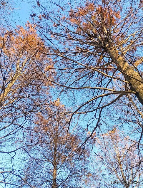 2024.01.19 台北大湖公園落羽松美景2-1(Bald Cypress at Taipei on Jan 19,2024,by SJKen.