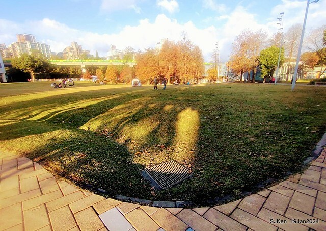 2024.01.19 台北大湖公園落羽松美景2-1(Bald Cypress at Taipei on Jan 19,2024,by SJKen.