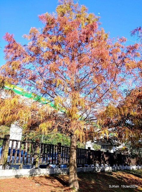 2024.01.19 台北大湖公園落羽松美景2-1(Bald Cypress at Taipei on Jan 19,2024,by SJKen.