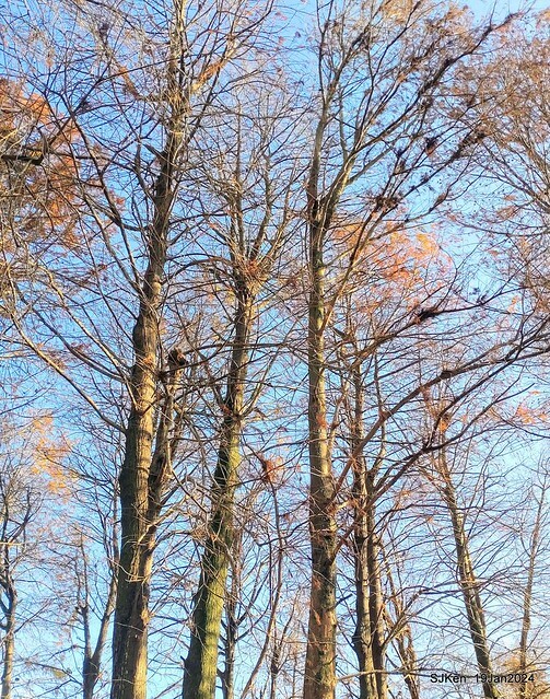 2024.01.19 台北大湖公園落羽松美景2-1(Bald Cypress at Taipei on Jan 19,2024,by SJKen.