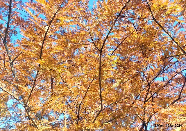 2024.01.19 台北大湖公園落羽松美景2-1(Bald Cypress at Taipei on Jan 19,2024,by SJKen.