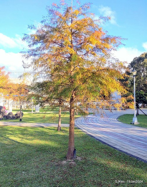 2024.01.19 台北大湖公園落羽松美景2-1(Bald Cypress at Taipei on Jan 19,2024,by SJKen.